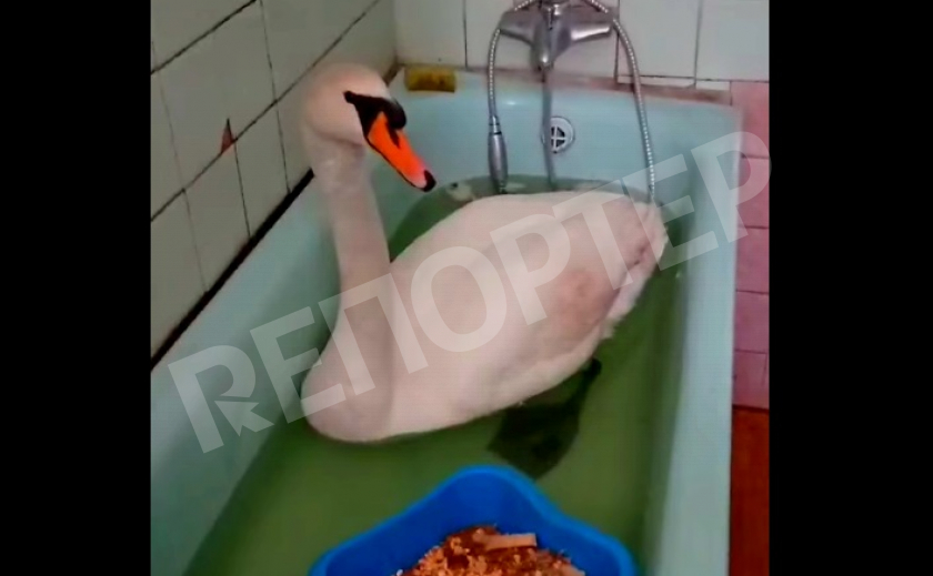 Никопольчане спасают расстрелянного лебедя, пока он живет в ванной