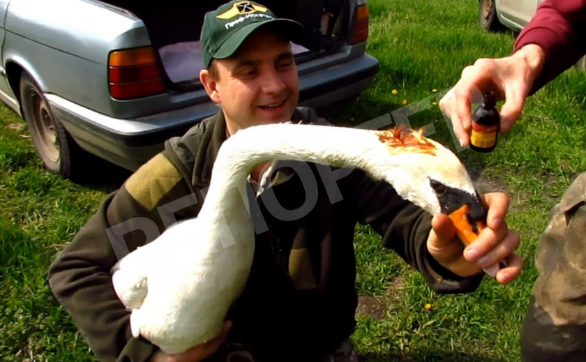 В Никополе выпустили на волю спасенного лебедя с огнестрелом
