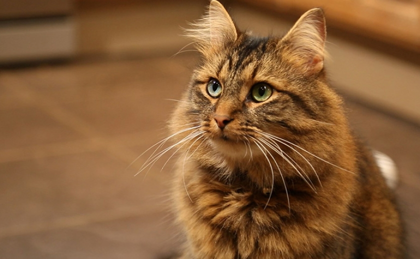 У Нікополі коти 3 роки жили в квартирі без людей, - соцмережі