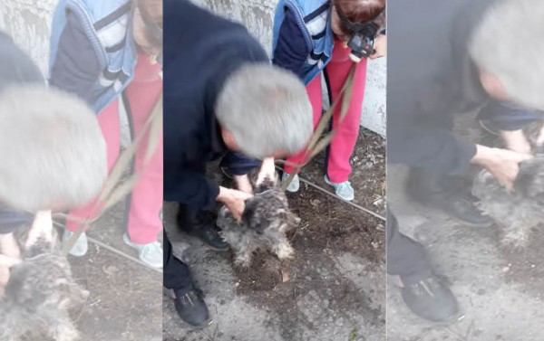 В Никополе пес провел два дня в сливной яме