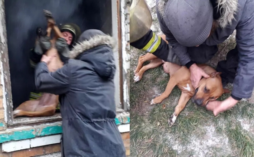 У Нікопольському районі врятували собаку з палаючого будинку