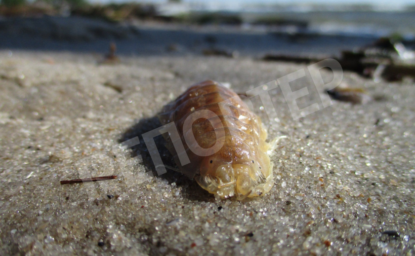 Детские пляжи в Никополе атакуют доисторические тараканы