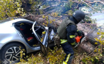 У Нікополі на автомобіль впало дерево: водій загинув