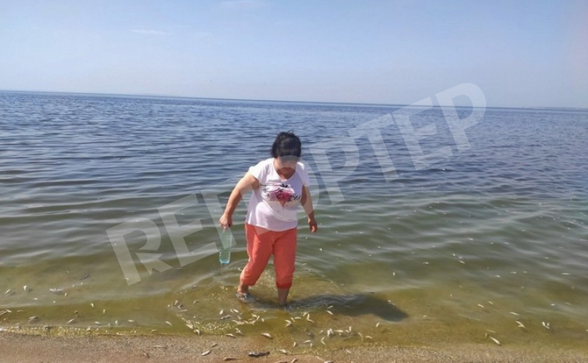 Экологи Днепропетровщины знают причину гибели обитателей Каховского водохранилища