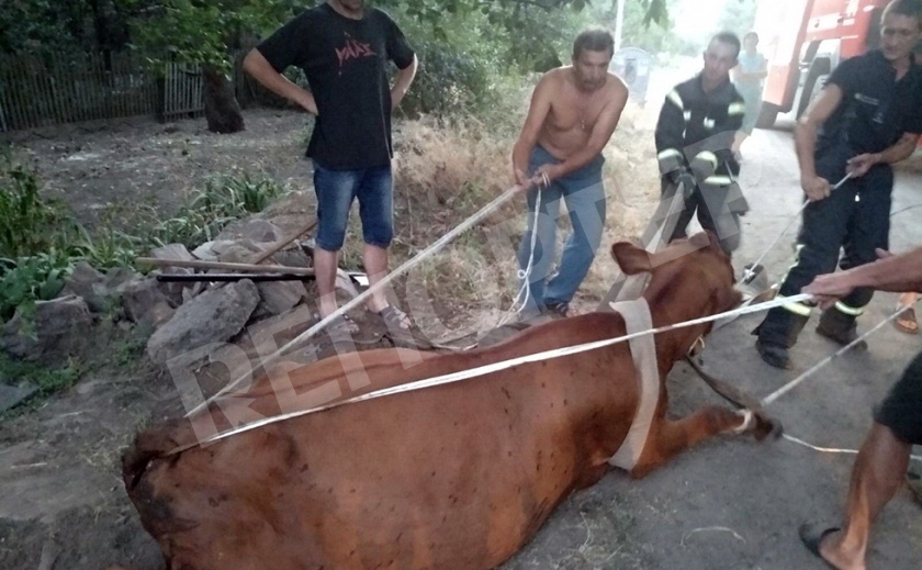 В Покрове буренку спасли из ловушки В Покрове буренку спасли из ловушки
