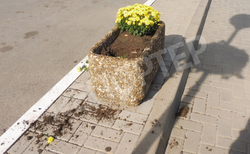 На Днепропетровщине вандалы украли хризантемы и разбили мусорку